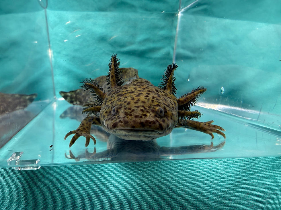 Shark Bait (6"+ Wild Subadult, MALE)