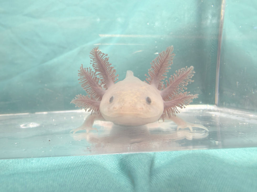 Thumbnail: Crispy Bacon (4"+ Copper Melanoid Juvenile)