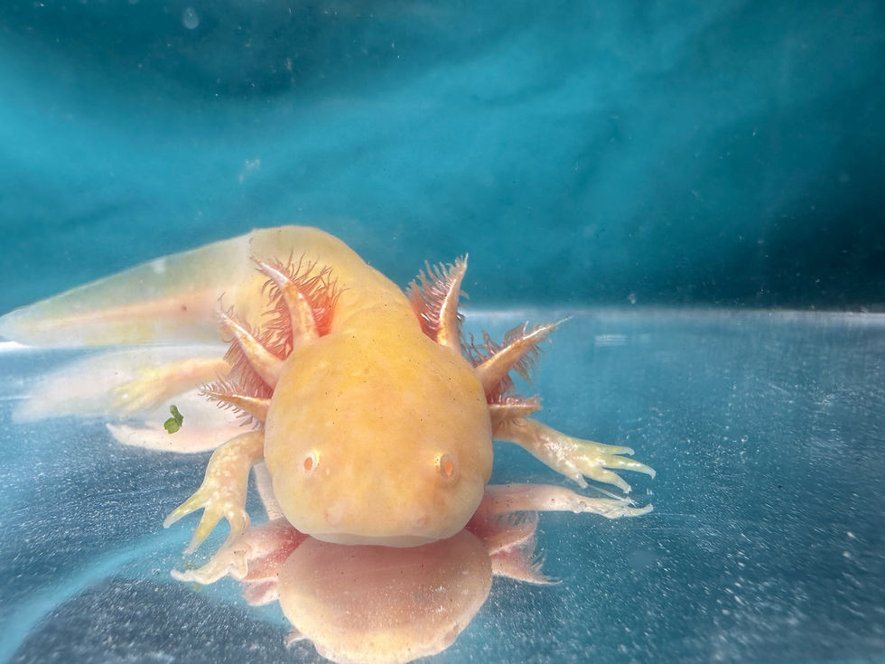 Thumbnail: Yak Pot (5-6" Golden Albino Juvenile)