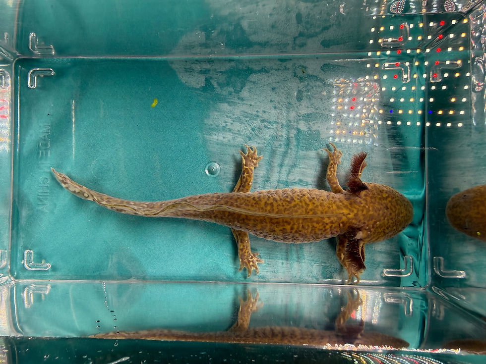 Thumbnail: Mango Eclipse (7"+ Hypomelanistic Subadult, Possible Female)