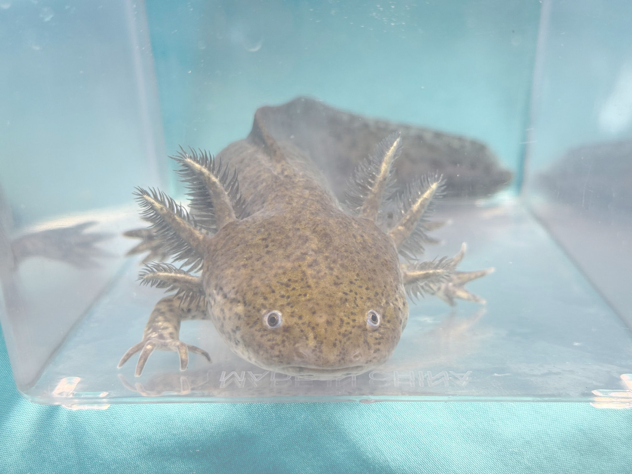 Benny (12"+ Wild Adult MALE, Rehoming)