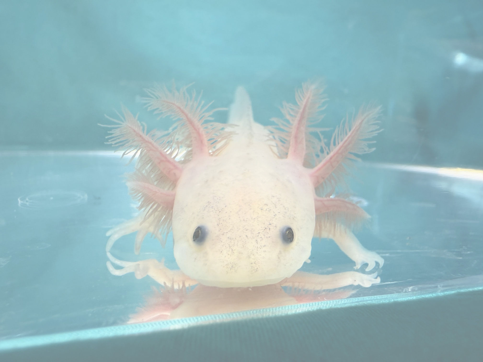 Snow Cone (5" Dirty Leucistic Juvenile)