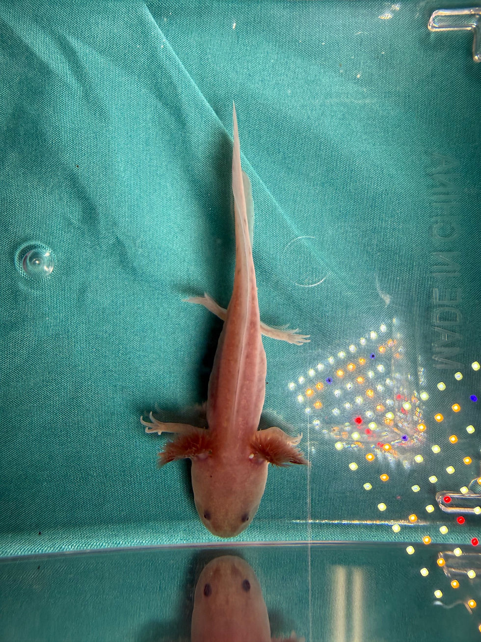 Thumbnail: Maple Syrup (3"+ Copper Melanoid Juvenile)