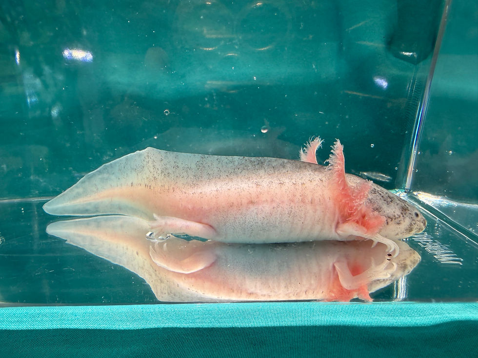 Thumbnail: Oreo (5.5"+ Dirty Leucistic Juvenile)