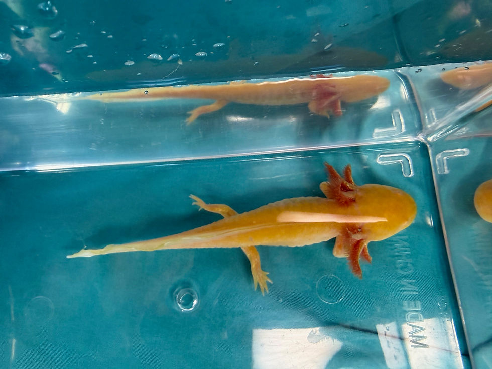 Thumbnail: Gold Rush (4"+ Golden Albino Juvenile)
