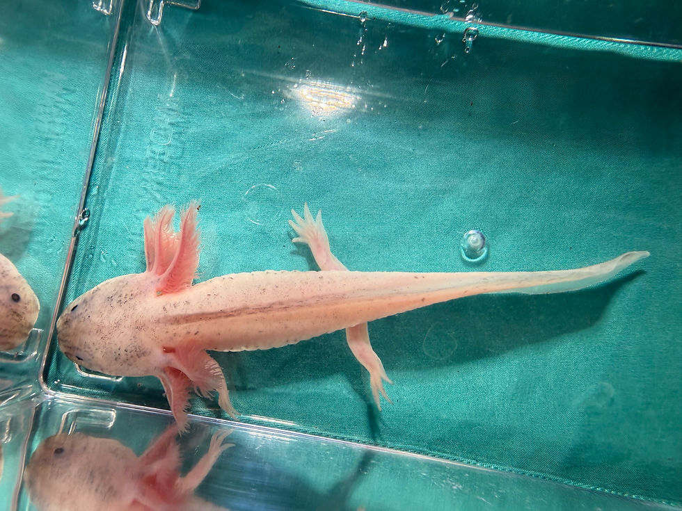 Thumbnail: Mousse (6.5"+ Dirty Leucistic Juvenile)