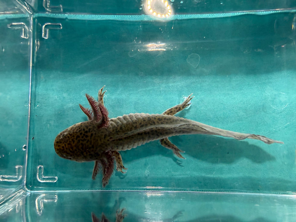 Thumbnail: Titan (5.5"+ Wild Type Juvenile)