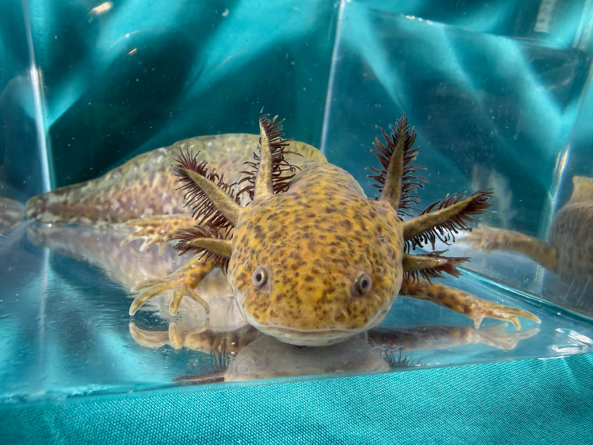 Mango Eclipse (6"+ Hypomelanistic Subadult, Possible Female)