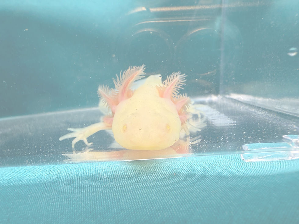 Thumbnail: Sea Silver (3-4" GFP Axanthic Albino Juvenile)