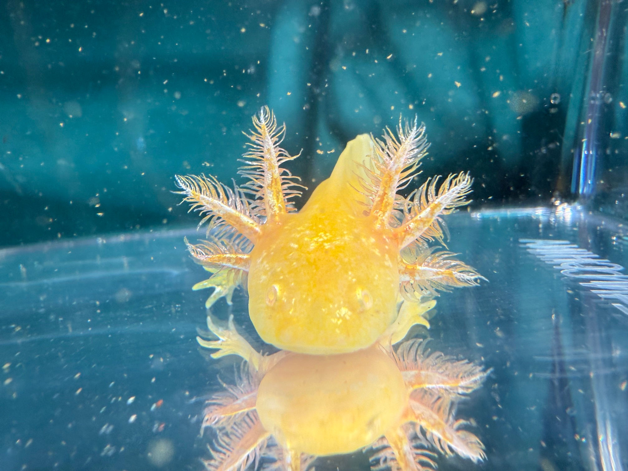 Sunshine (3"+ Golden Albino Juvenile)