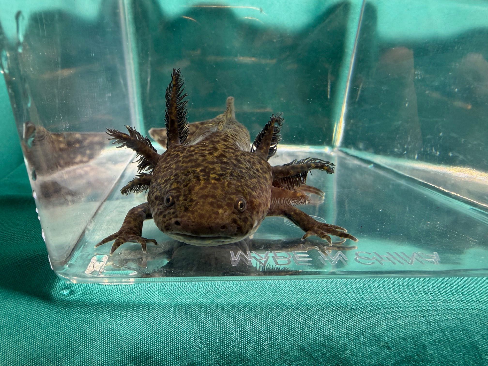 Shark Bait (7"+ Wild Subadult, MALE)