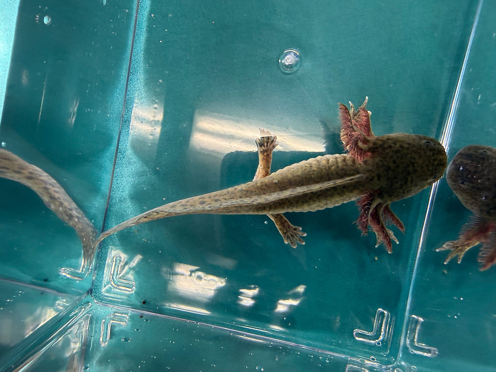 Thumbnail: Apollo (4.5"+ Wild Type Juvenile)