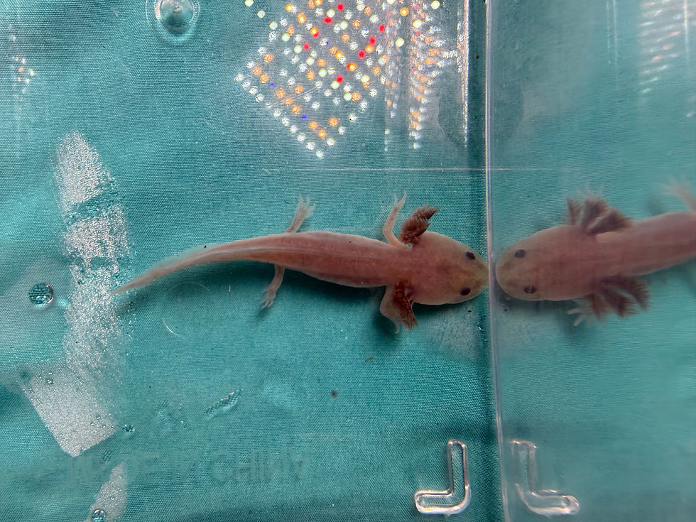 Thumbnail: Pan Cake (3"+ Copper Melanoid Juvenile)