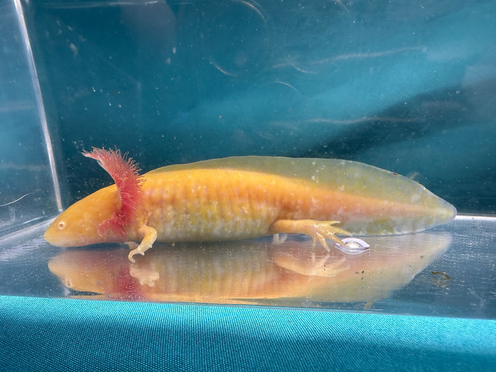 Thumbnail: Sugar Spice (5-6" Golden Albino Juvenile)