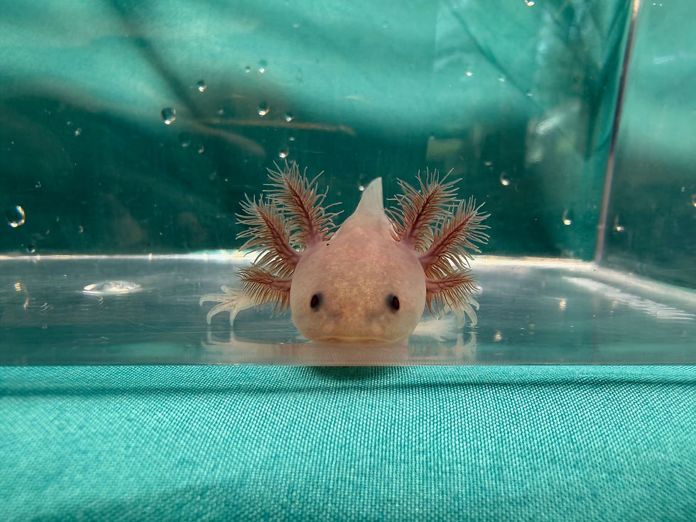 Thumbnail: Maple Syrup (3"+ Copper Melanoid Juvenile)