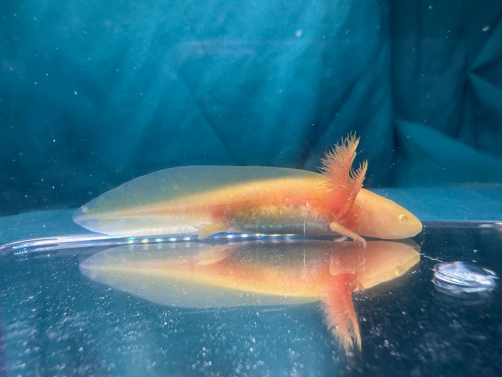 Thumbnail: Sun Locket (3" Golden Albino Juvenile)