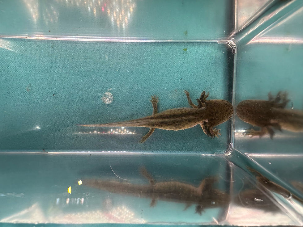 Thumbnail: Absolutely Extra (4-5" Wild Juvenile)