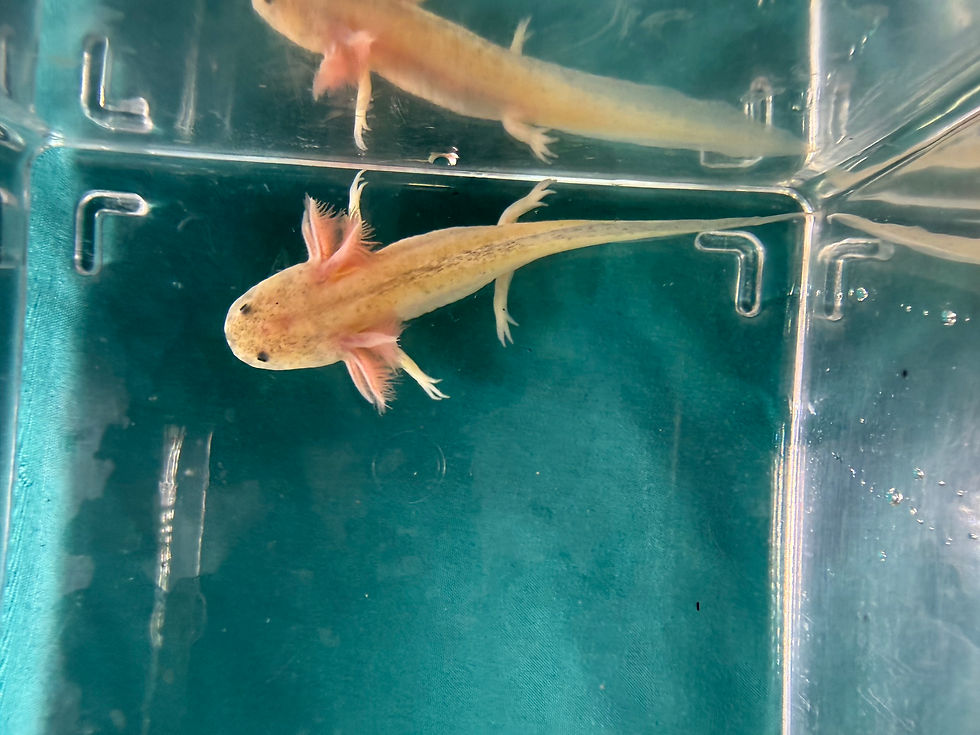 Thumbnail: Sweet Tarts (3"+ GFP Dirty Leucistic Juvenile)