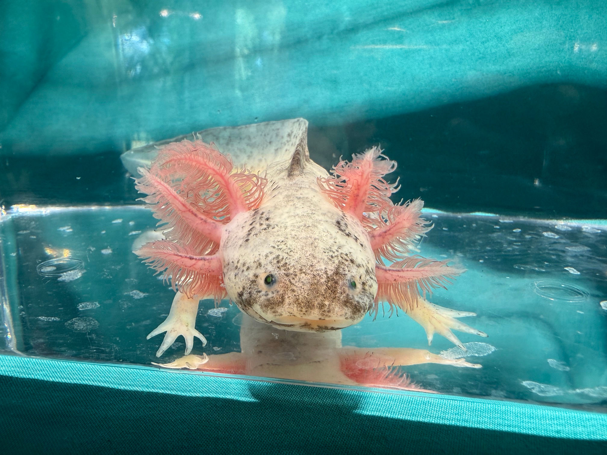 Mango Tart (6.5"+ GFP Dirty Leucistic Juvenile)