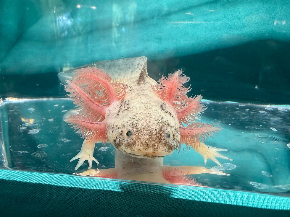 Thumbnail: Mango Tart (6.5"+ GFP Dirty Leucistic Juvenile)