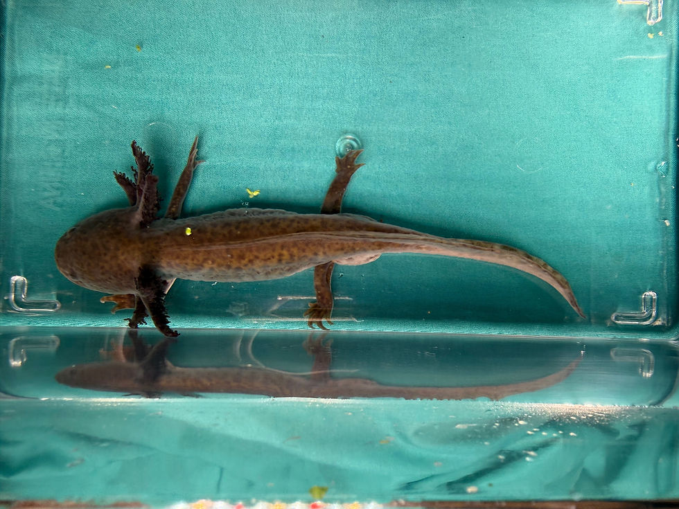 Thumbnail: Cocoa Snack (6"+ Hypomelanistic Subadult, MALE)