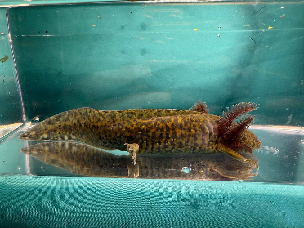 Thumbnail: Rock Oil (6-7" Wild Subadult, Possible Female)