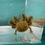 Thumbnail: Dew Drop (3"+ Wild Juvenile)