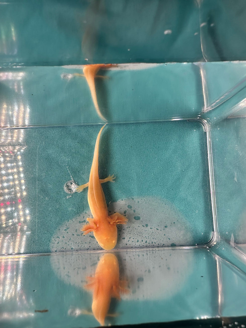 Thumbnail: Rose Bells (3" Golden Albino Juvenile)