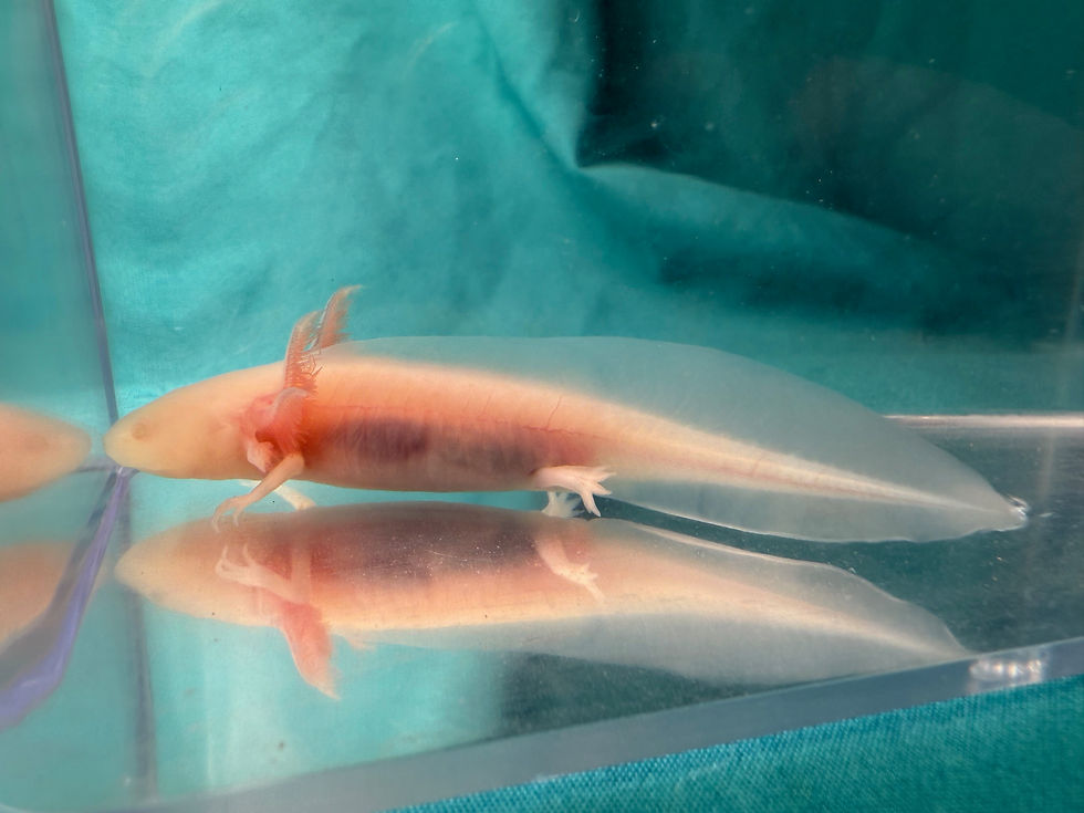 Thumbnail: Happy Honey (3-4" Axanthic Albino Juvenile)