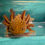 Thumbnail: Lucky Laser (6-7" Copper MALE Subadult)