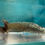 Thumbnail: Pebble Mist 4"+ Wild Juvenile)