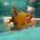 Thumbnail: Tidy Toast (6-7" Copper MALE Subadult)