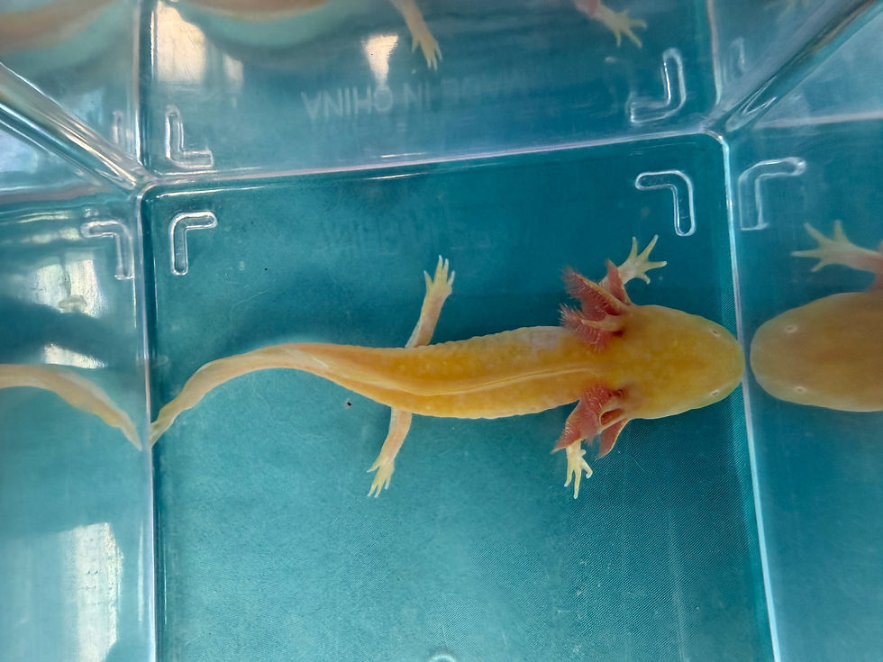 Thumbnail: Kiki Spot (4"+ Golden Albino Juvenile)