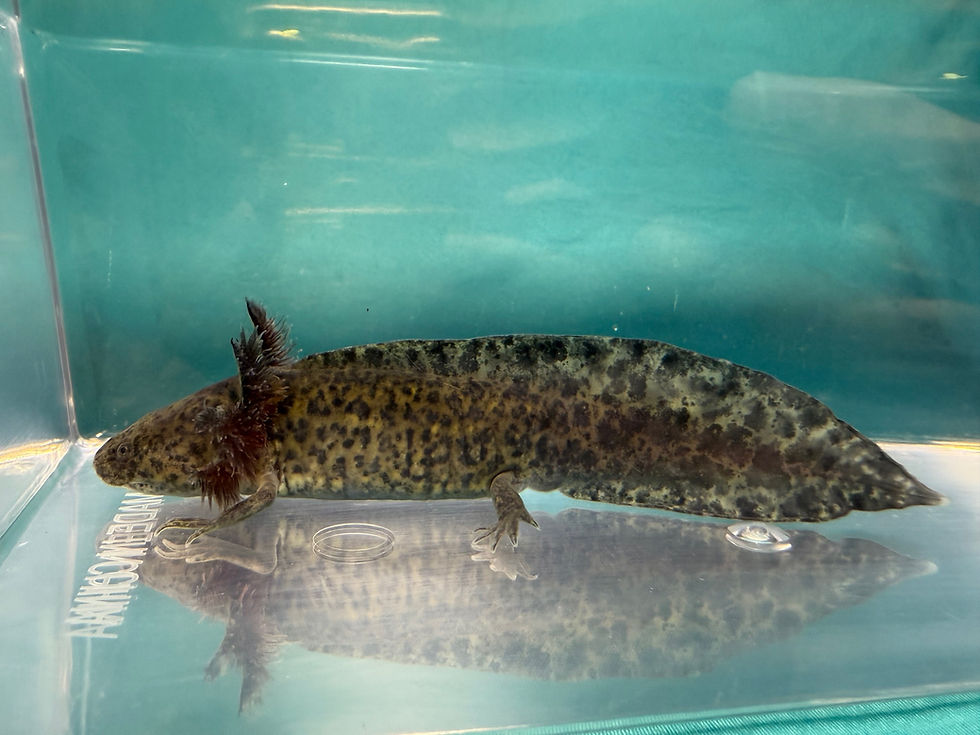 Thumbnail: Pretty Great (5"+ Wild Juvenile)
