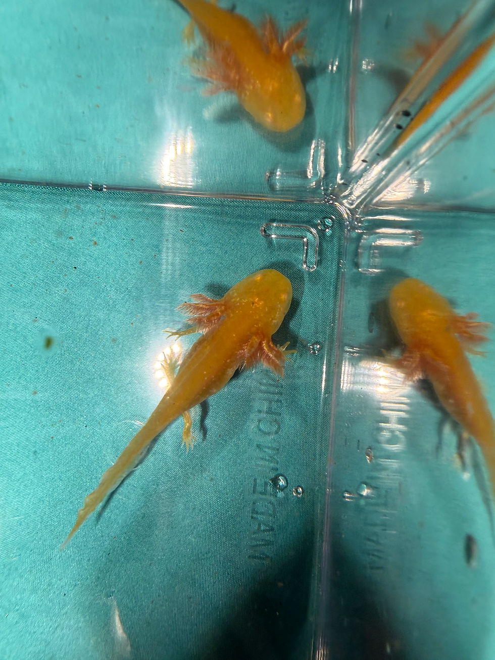 Thumbnail: Sunshine (3"+ Golden Albino Juvenile)