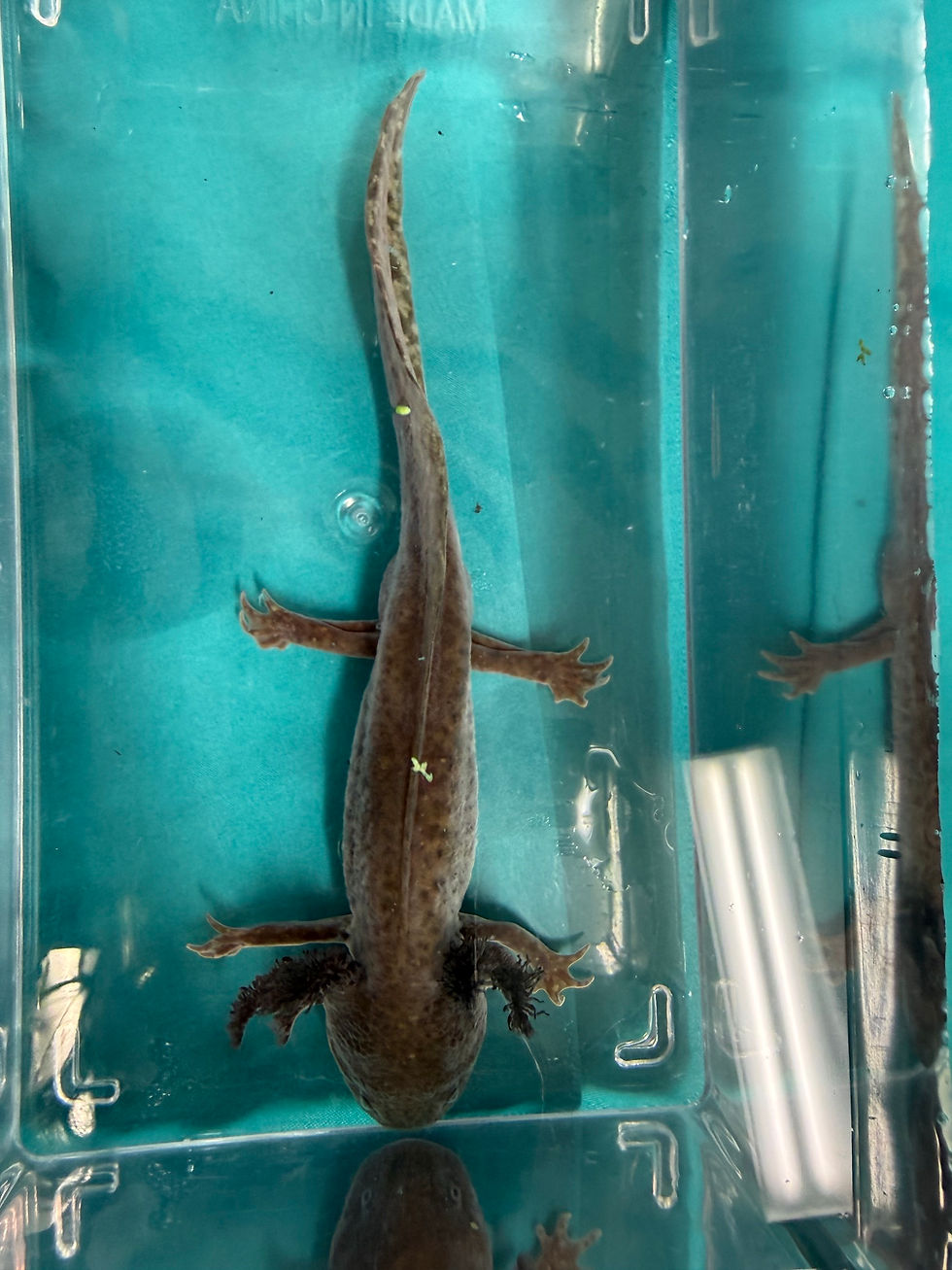 Thumbnail: Stop Ray (6"+ Hypomelanistic Subadult, MALE)