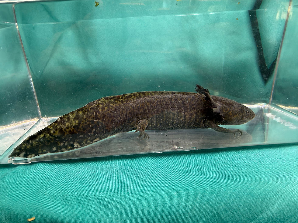 Thumbnail: Shining Star (7"+ Wild Subadult, Possible Female)