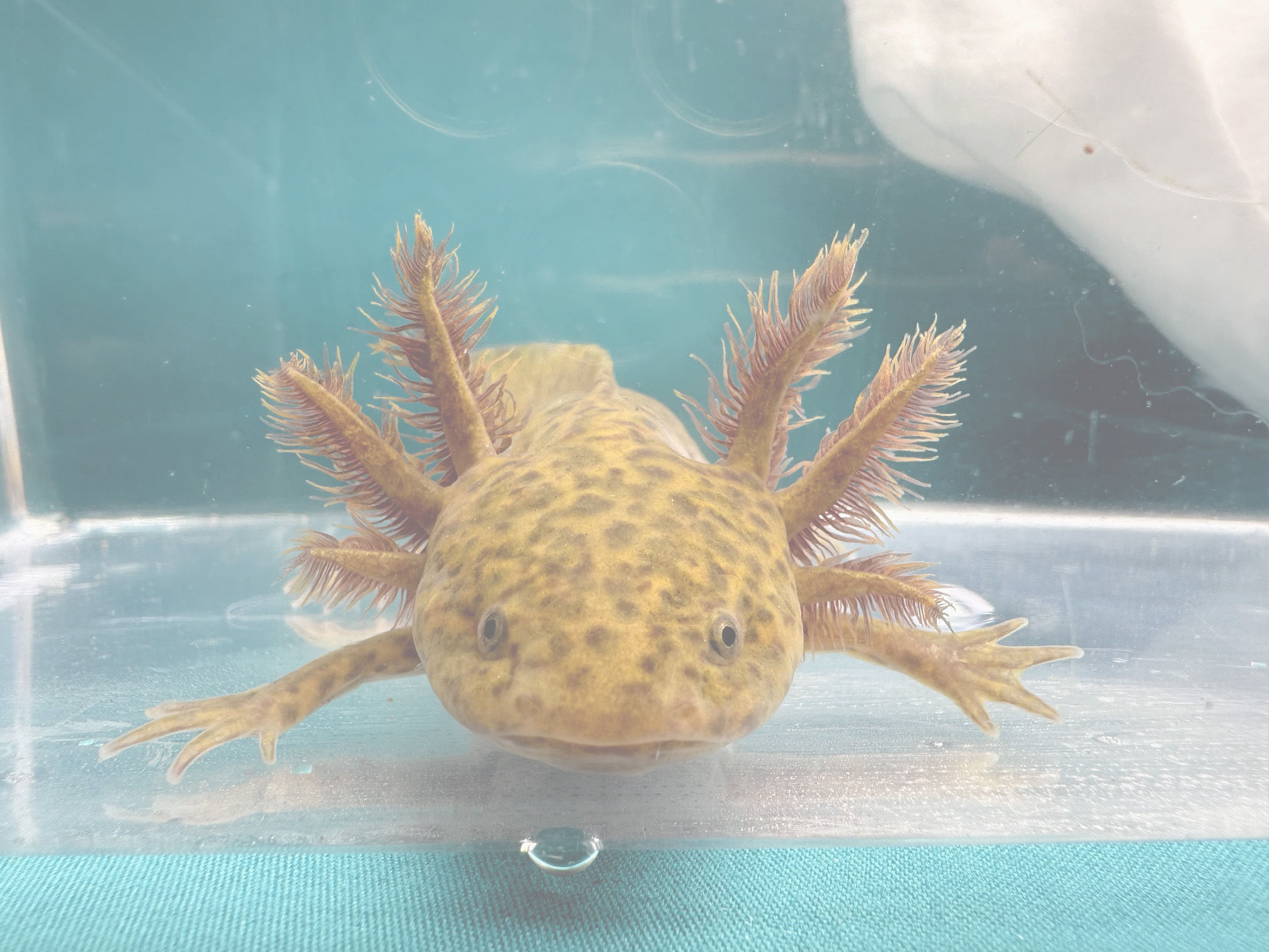 Misty Dream (5-6" Copper Juvenile)