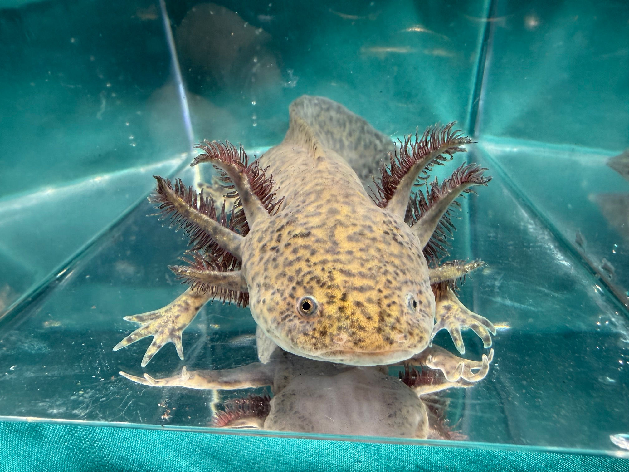 Asteroid Belt (6"+ Wild Type Subadult, Possible Female)