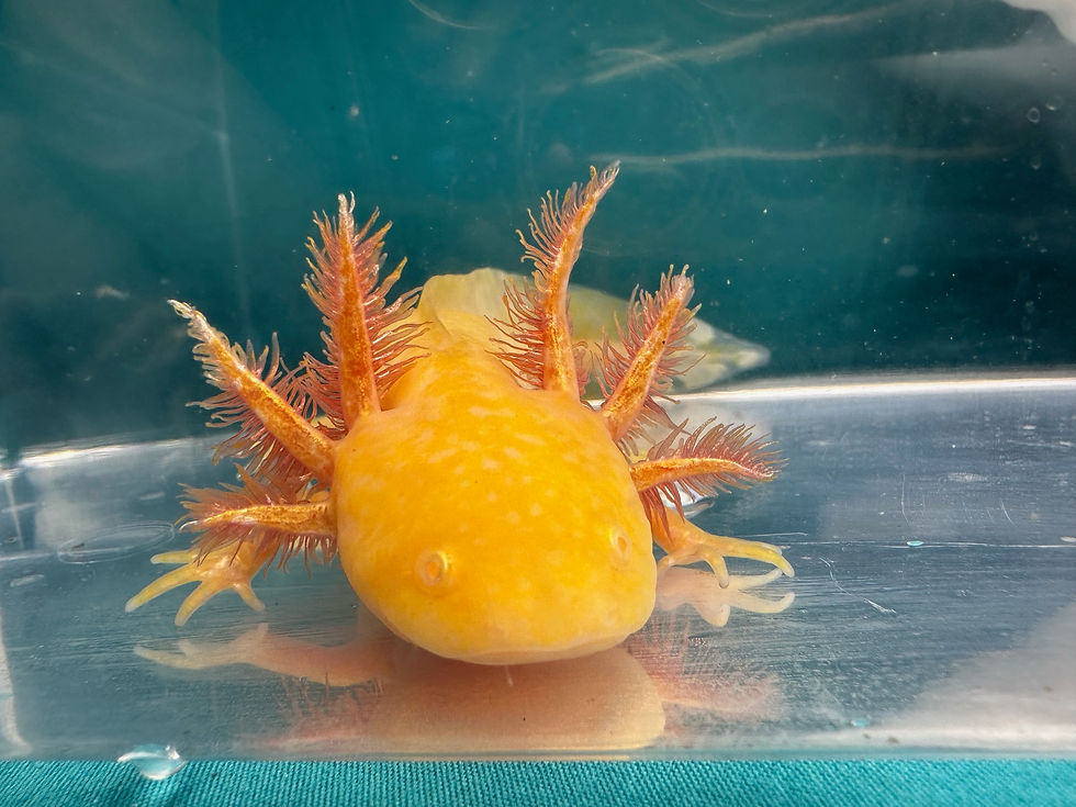 Thumbnail: Dapper Dust (5-6" Golden Albino Juvenile)
