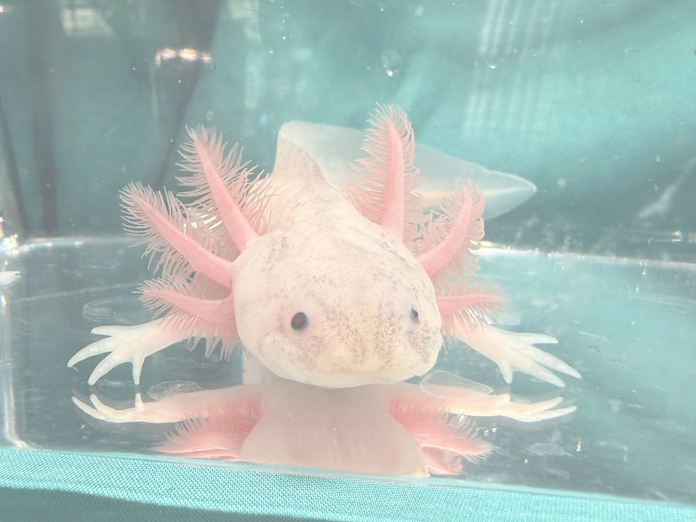 Thumbnail: Tiramisu (6.5"+ Slightly Dirty Leucistic Juvenile)