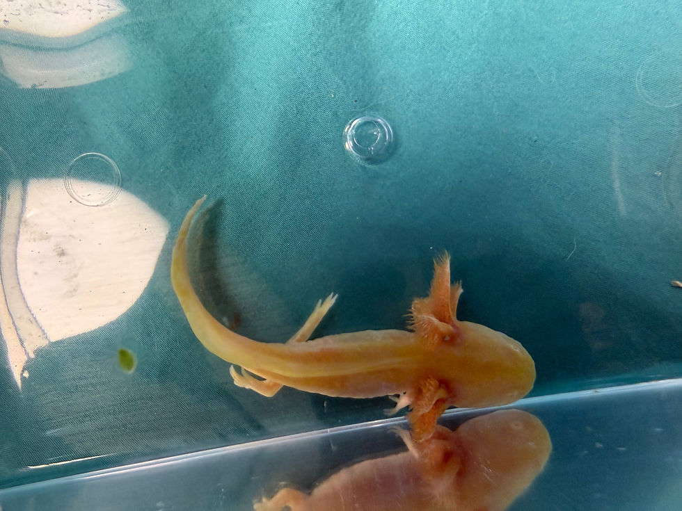 Thumbnail: Nova Bop (4"+ Golden Albino Juvenile)