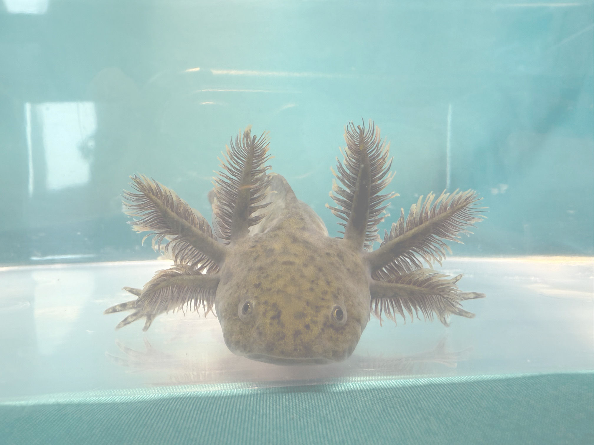 Sea Foam (4"+ Wild Juvenile)