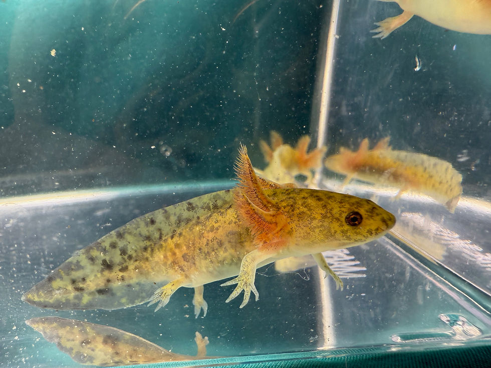 Thumbnail: *PRE- ORDER* GFP Wild Juveniles