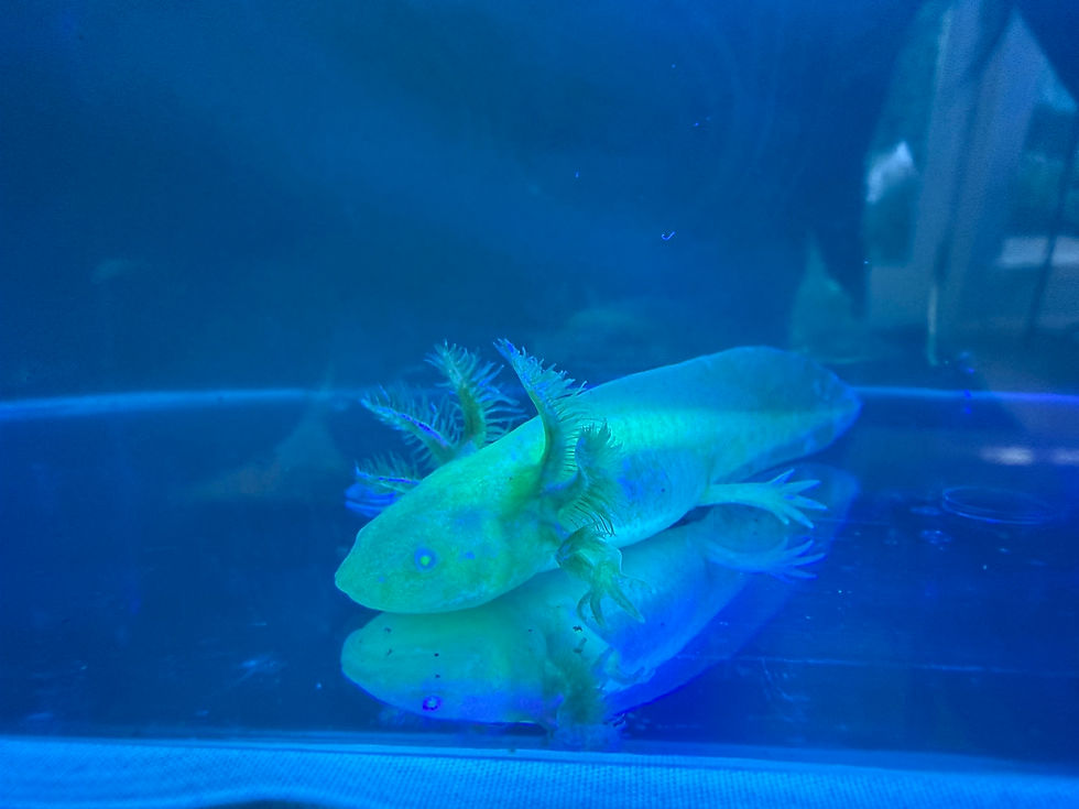 Thumbnail: Canary (3"+ GFP Golden Albino Juvenile)