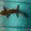 Thumbnail: Rock Oil (6-7" Wild Subadult, Possible Female)