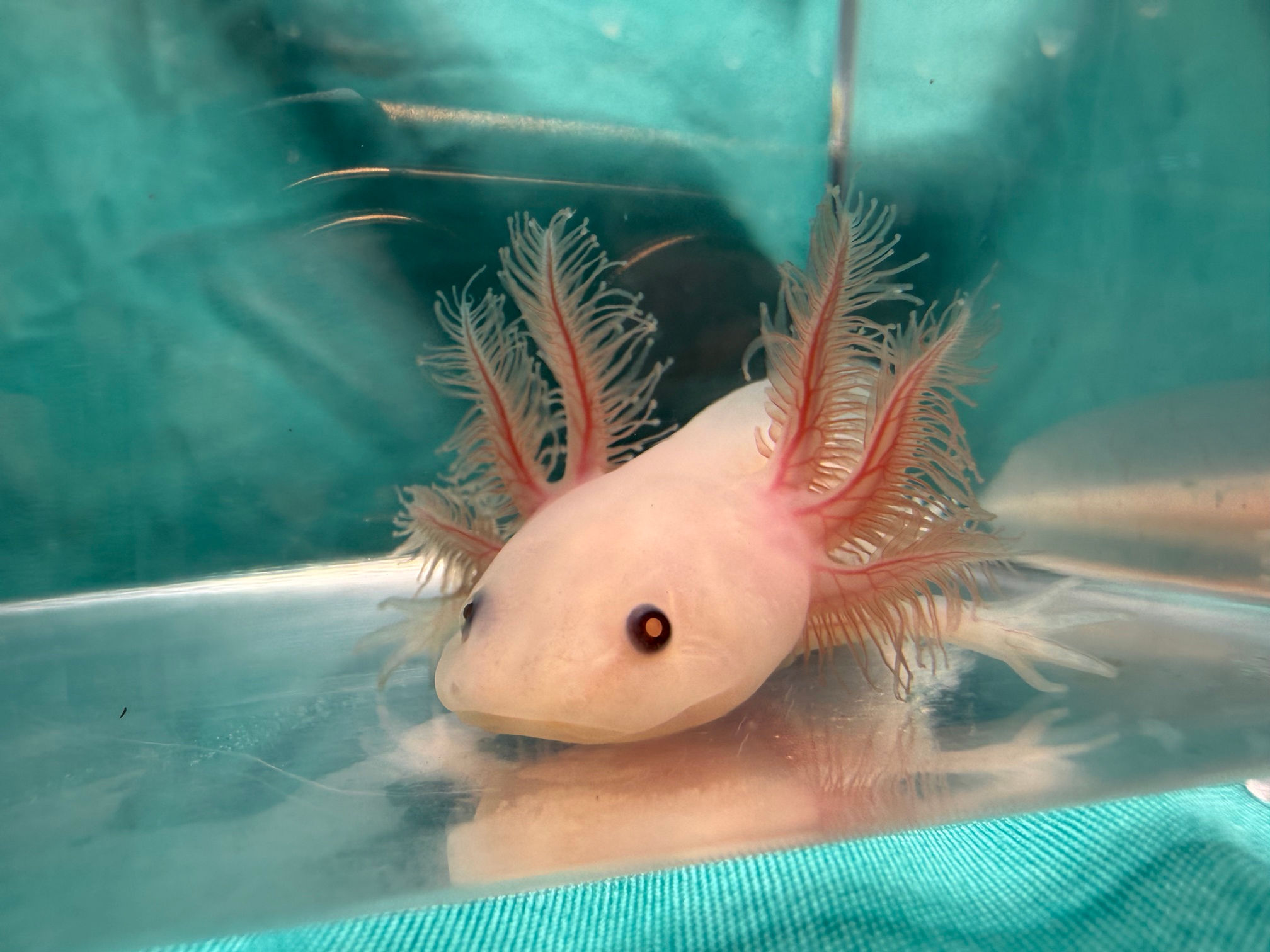 Over Easy (3"+ Copper Leucistic Juvenile)