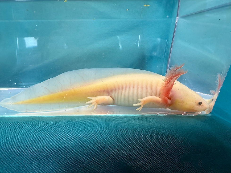 Thumbnail: Petal Cafe (7"+ GFP Slightly Dirty Leucistic Subadult MALE)