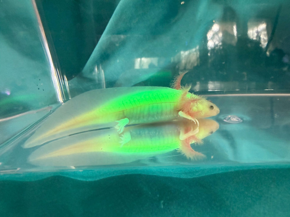 Thumbnail: Love Lily (4"+ GFP Dirty Leucistic Juvenile)