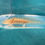 Thumbnail: Ember Flare (3" Copper Juvenile)